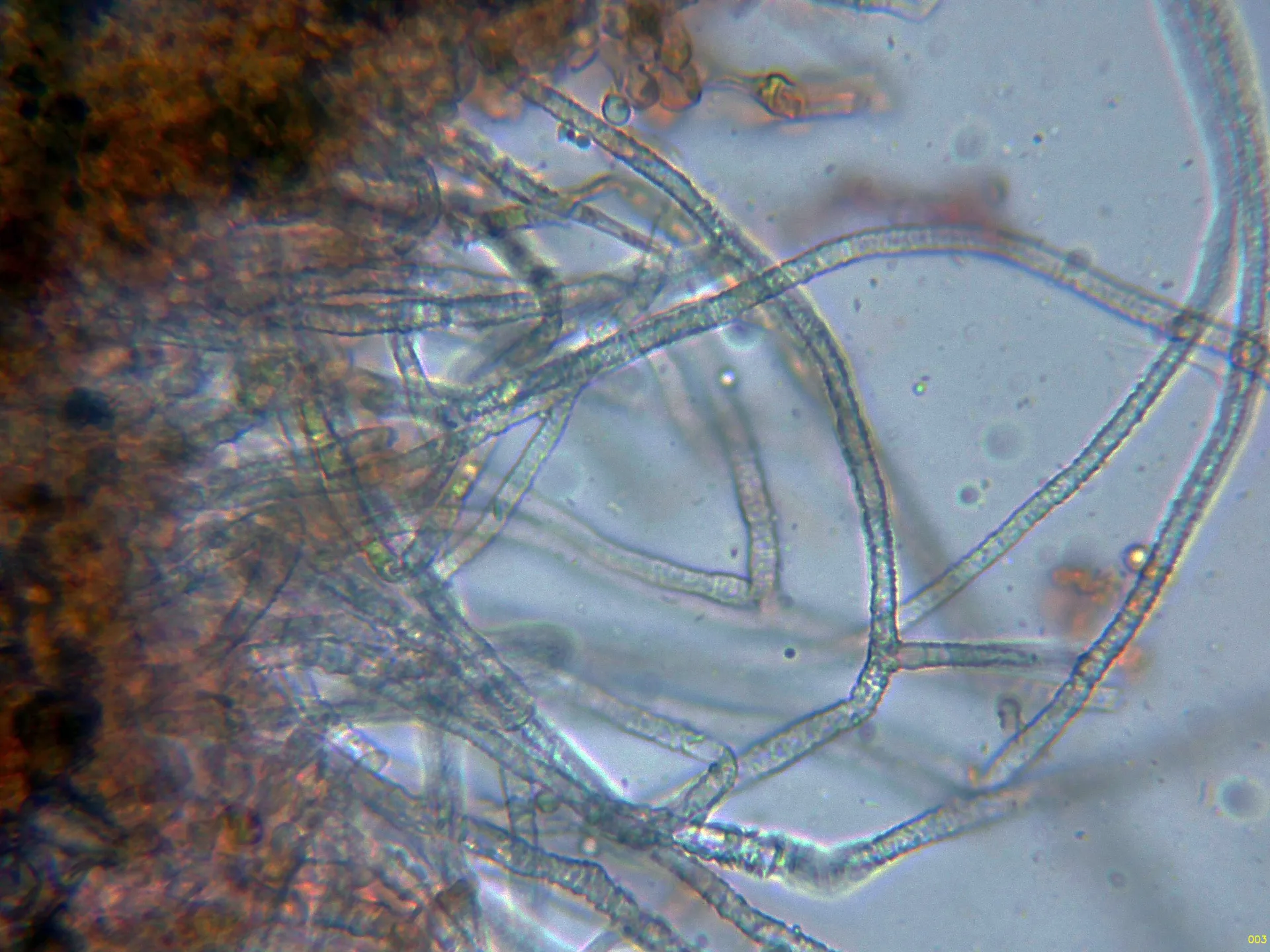 Microscopía de Piloderma byssinum - 4 - Hifas subiculares-003